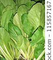 leaves in the basin 115857167