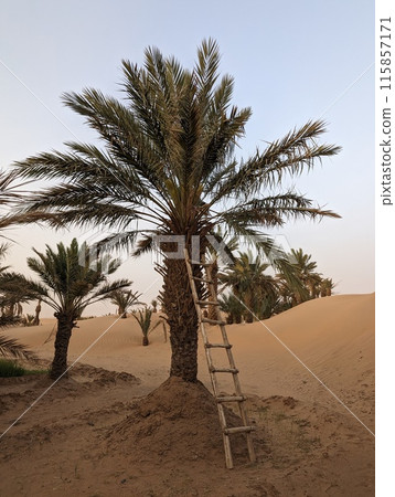 A simple ladder leaning on a date palm in the Erg Chebbi desert A simple ladder leaning on a date palm in the Erg Chebbi desert 115857171