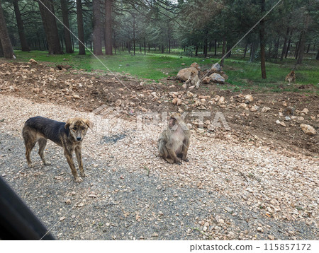 A wild dog and a monkey both begging at the street in the Rief mountains for food A wild dog and a monkey both begging at the street in the Rief mountains for food 115857172