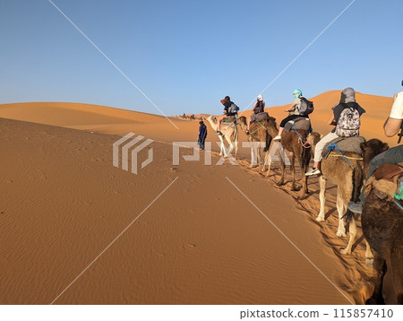 A caravan of dromedaries passing the Sahara desert in the evening 115857410