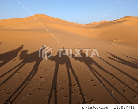 A caravan of dromedaries passing the Sahara desert in the evening 115857411