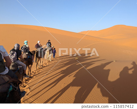 A caravan of dromedaries passing the Sahara desert in the evening 115857412