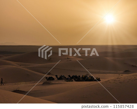 A caravan of dromedaries passing the Sahara desert in the evening 115857428