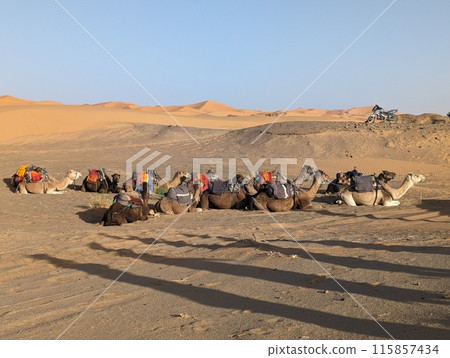 A caravan of dromedaries passing the Sahara desert in the evening 115857434