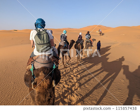 A caravan of dromedaries passing the Sahara desert in the evening 115857438