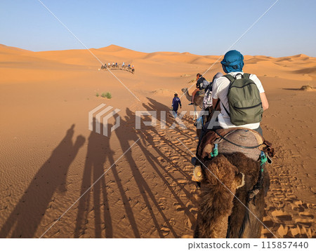 A caravan of dromedaries passing the Sahara desert in the evening 115857440