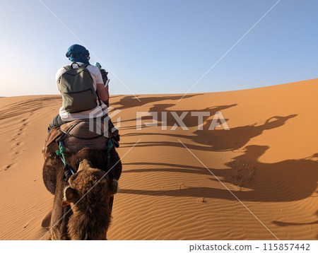 A caravan of dromedaries passing the Sahara desert in the evening 115857442