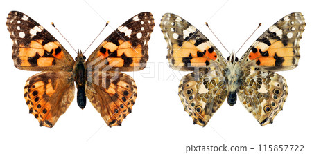 Red orange butterfly Vanessa cardui painted lady isolated on white, close-up, macro. Design element. Nymphalidae, collection butterflies, insects. 115857722