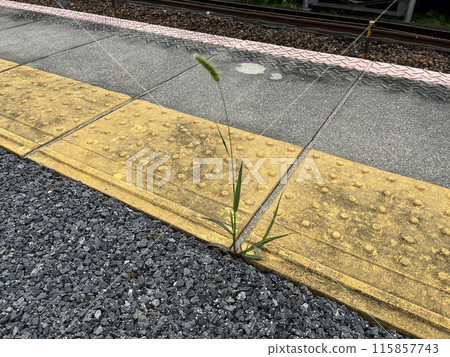 Weeds on the station platform Weeds on the station platform 115857743