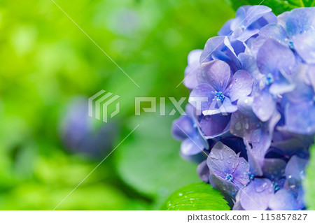 Hydrangea/rainy season image 115857827