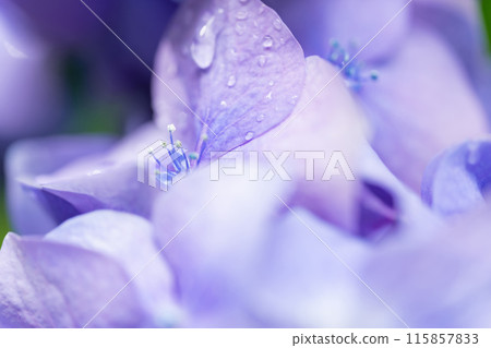 繡球花/雨季形象 115857833