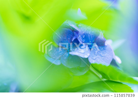 Hydrangea/rainy season image Hydrangea/rainy season image 115857839