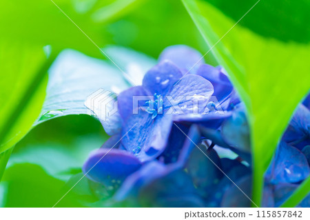 繡球花/雨季形象 繡球花/雨季形象 115857842