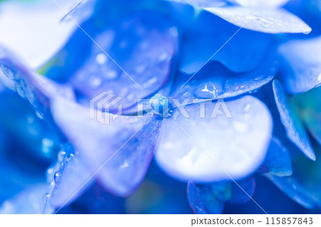 Hydrangea/rainy season image 115857843