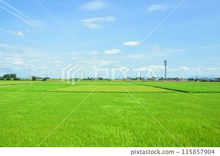 從JR東日本越後線吉田站到越後赤塚站的車窗看到的景色（2022年夏季） 115857904