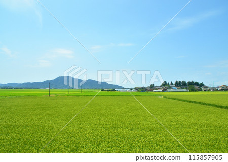 從JR東日本越後線吉田站到越後赤塚站的車窗看到的景色（2022年夏季） 115857905