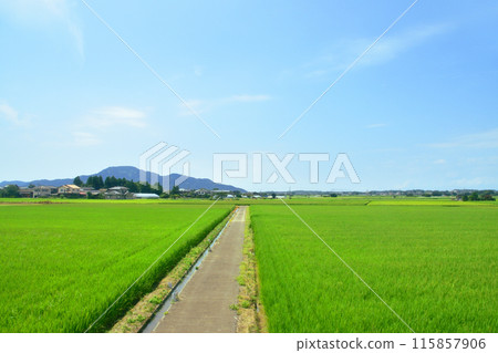 從JR東日本越後線吉田站到越後赤塚站的車窗看到的景色（2022年夏季） 115857906