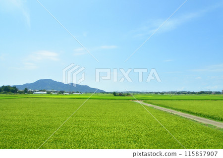 從JR東日本越後線吉田站到越後赤塚站的車窗看到的景色（2022年夏季） 115857907