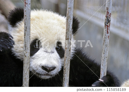 臥龍中國熊貓保護研究中心熊貓 臥龍中國熊貓保護研究中心熊貓 115858189
