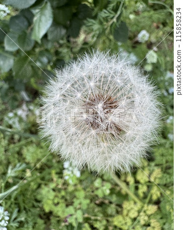 Dandelion's fluff 115858234