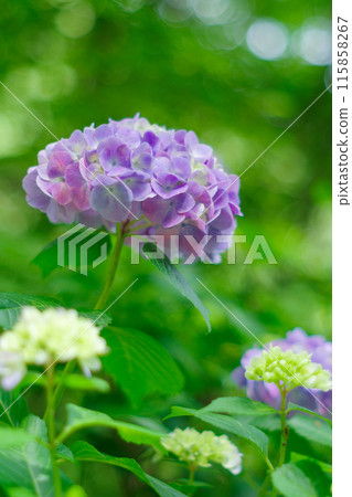 Hydrangea blooming in the rainy season 115858267