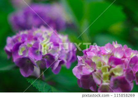 Hydrangea blooming in the rainy season 115858269