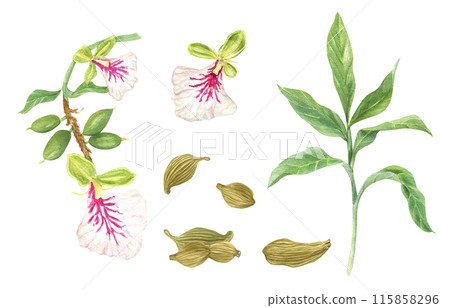 Green cardamom Elettaria cardamomum. Fragrant spice pile. Dried pods. Aromatic textured plant for medicine, food, drink. Watercolor illustration isolated on white. Ingredient for decor, cooking recipe 115858296