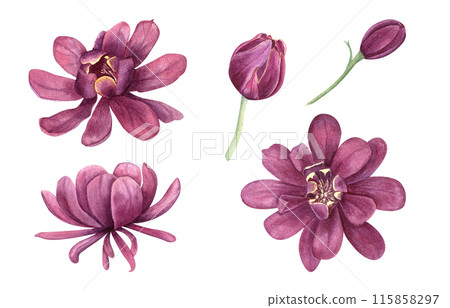 Watercolor fragrant Purple Flower Collection. Carolina allspice or Calycanthus. Sweet shrub, medicinal plant. Spicebush, Strawberry Shrub. Flower head. Botanical illustration for floral design project 115858297