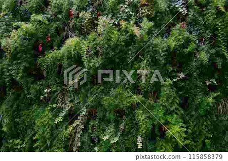 牆上的綠色 牆上的綠色 115858379