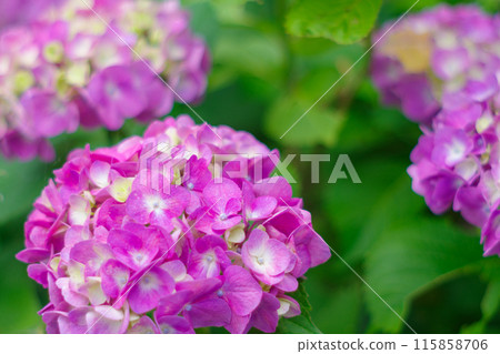 美麗的紫色繡球花 美麗的紫色繡球花 115858706