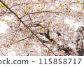 Under cherry blossoms 115858717
