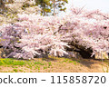 Cherry tree  115858720