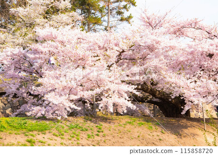 Cherry tree Cherry tree 115858720