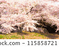 Cherry blossoms about to fall 115858721