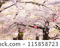 Cherry Blossom Festival 115858723