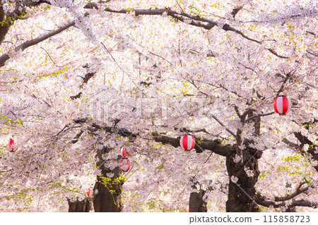 櫻花節 115858723