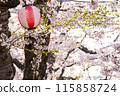 Lantern and cherry blossoms 115858724
