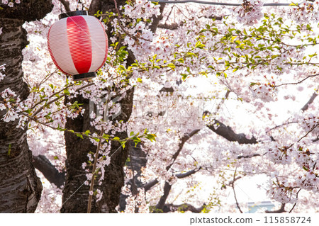 燈籠和櫻花 燈籠和櫻花 115858724