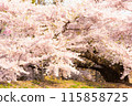 Too many cherry blossoms 115858725