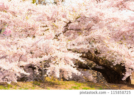 Too many cherry blossoms Too many cherry blossoms 115858725