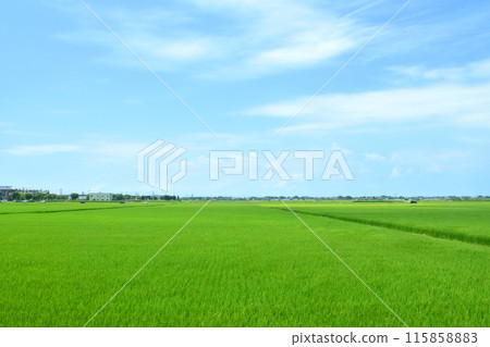 View from the train window on the JR East Echigo Line from Echigo-Akatsuka Station to Niigata Station (Summer 2022) 115858883
