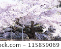 Cherry blossoms about to fall 115859069