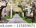 Walk along the cherry blossom-lined street and visit the shrine 115859071