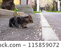 Cherry petals and cat 115859072