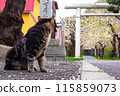 A cat living in a shrine lined with cherry blossom trees 115859073