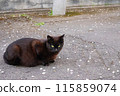 Cherry blossom petals and black cat 115859074