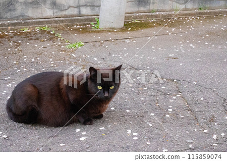 Cherry blossom petals and black cat Cherry blossom petals and black cat 115859074