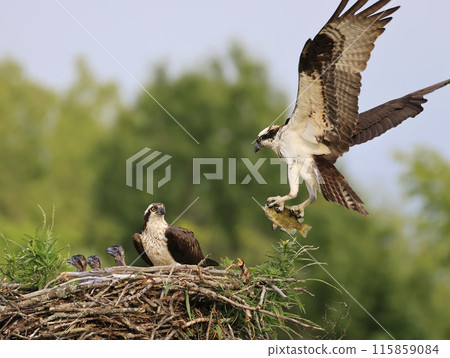 Osprey family into the nest, the male is landing with a fish, Canada 115859084