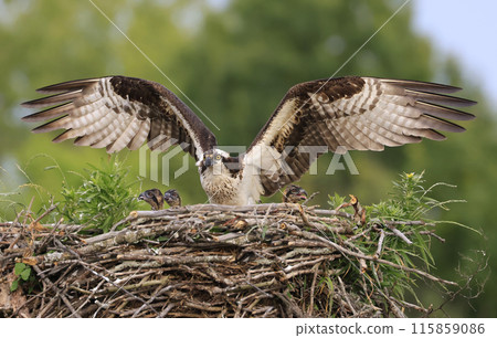 Osprey family into the nest, the mom and chicks, Canada 115859086
