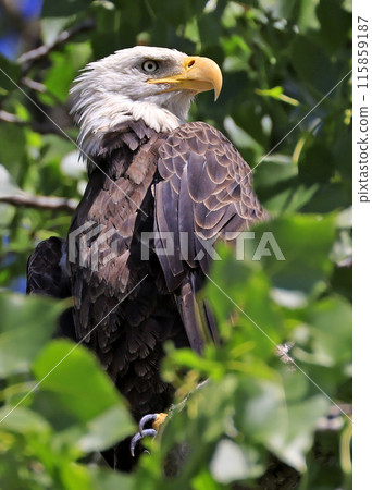 Bald eagle portrait with green background, Canada 115859187